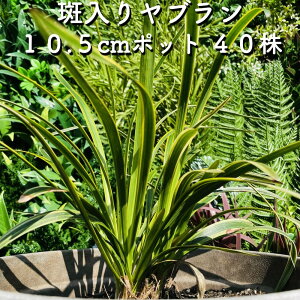 胄u 10.5cm|bgc 40 Ԃ tCu M c A c  _  OhJo[ 