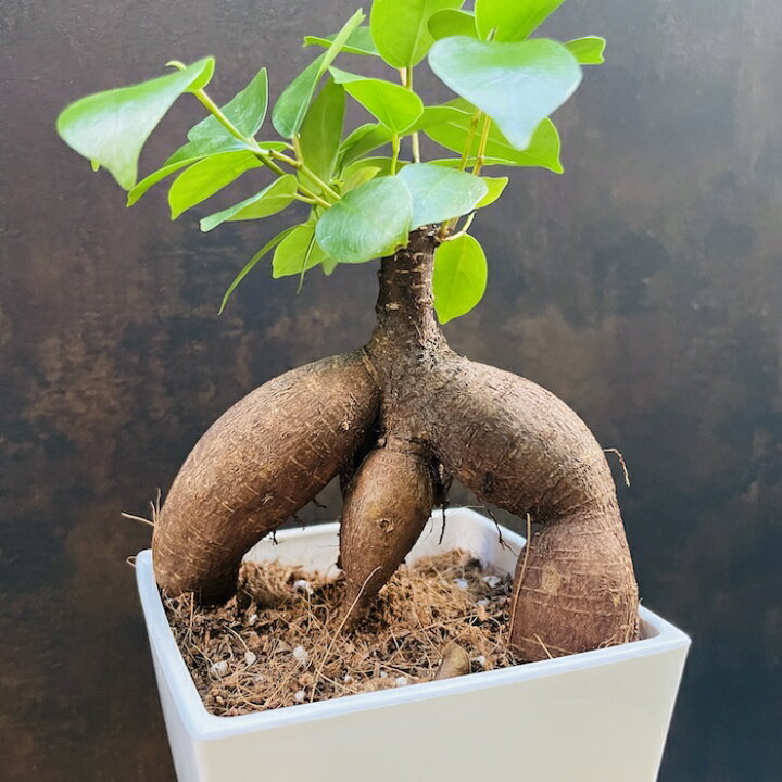 楽天市場】ガジュマル 4号鉢 観葉植物 多幸の木 幸福をもたらす精霊が