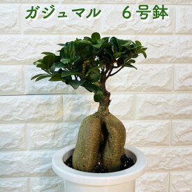 ガジュマル 6号鉢 観葉植物 多幸の木 幸福をもたらす精霊が住む木 おしゃれなインテリア 結婚祝い 新築祝い 開店祝い 開業祝い 誕生日 母の日 父の日 記念日 プレゼントギフト