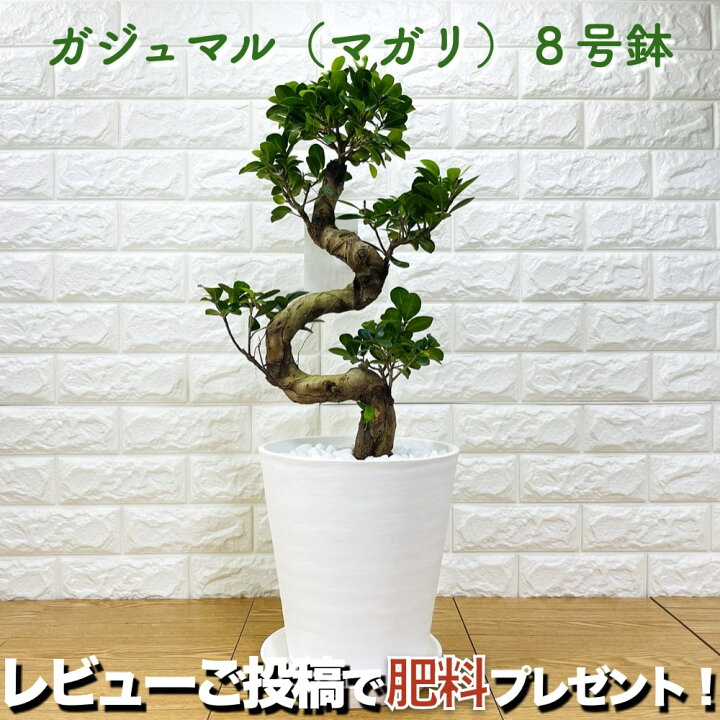 楽天市場】ガジュマル 曲がり 8号鉢 登り樹 観葉植物 多幸の木 幸福を 