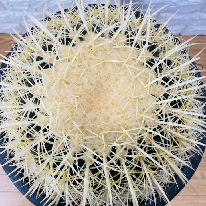 楽天市場】サボテンの王様 金鯱 12号鉢 大型 特大サイズ 観葉植物 多肉 