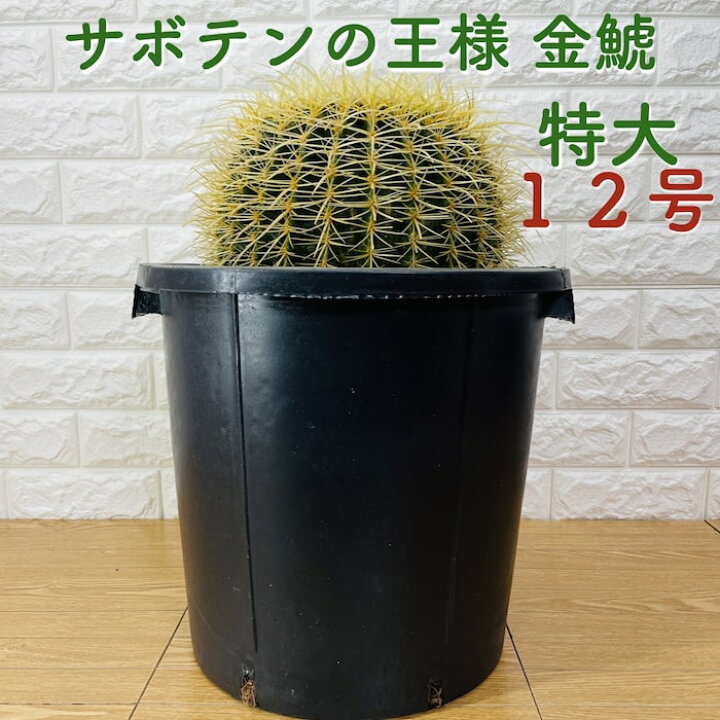 楽天市場】サボテンの王様 金鯱 12号鉢 大型 特大サイズ 観葉植物 多肉 