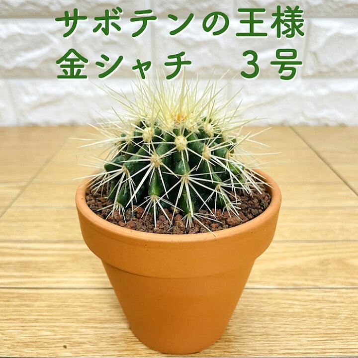 楽天市場】サボテンの王様 金鯱 3号鉢 観葉植物 多肉植物 金シャチ  