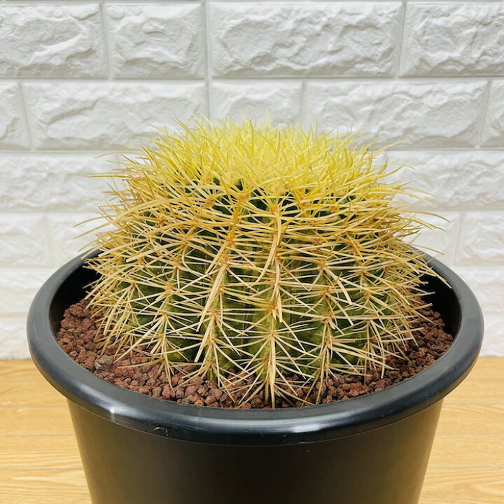 楽天市場】サボテンの王様 金鯱 8号鉢 大型 観葉植物 多肉植物 金 