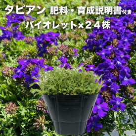 タピアン バイオレット 24株 肥料付き 紫品種 9cmポット苗 3号 バーベナ属 サントリーフラワーズ グランドカバー 雑草対策