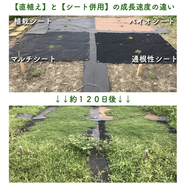 楽天市場】植栽シートライト 通根タイプ クラピア 植栽時におすすめ 1m 