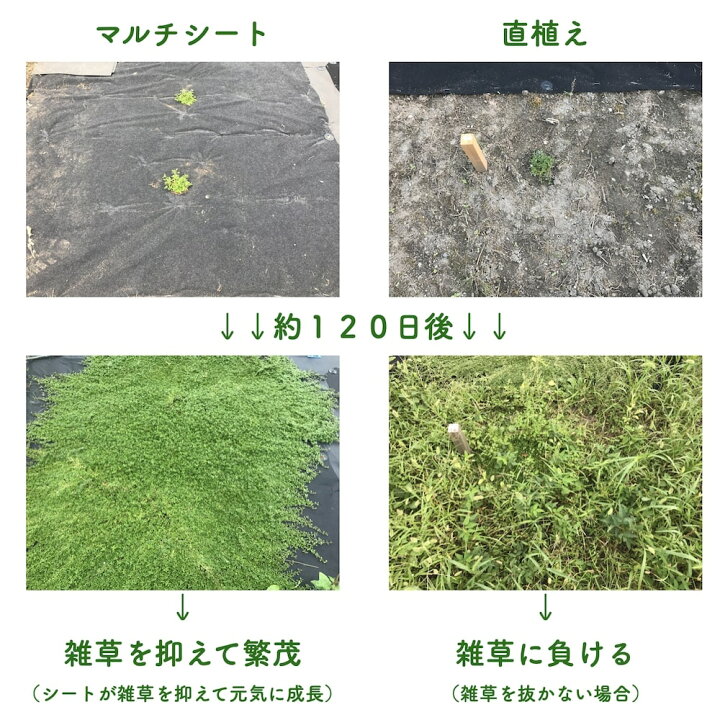 楽天市場】植栽シートライト 通根タイプ クラピア 植栽時におすすめ 1m 