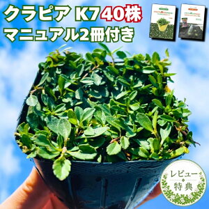 �y�엿�v���[���g�z�N���s�A K7 �� �O�����h�J�o�[ 9cm�|�b�g�c 40���Z�b�g ��10���ėp ���S�A�̓}�j���A���t�� �G���΍� �Ő����� �C���_���\�E���ǎ� ���N�� �h���� ���� �Ή� �� �K�[�f�j