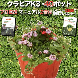 【レビュー特典あり】 クラピア K3（ピンク）紫品種 9cmポット苗 40鉢セット 完全植栽マニュアル付き ピンク色 桃色 イワダレソウ改良種 グランドカバー プランツ 雑草対策 庭 ガーデニング diy 緑化 おすすめ ガーデン K7と同等の耐病性