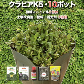 【レビュー特典あり】 クラピア K5（薄桃） 新品種 10株 すくすく土壌改良セット 完全植栽マニュアル付き 苗10ポット 肥料・活力剤計3種（有機入り一発果菜肥料、メネデール、根がぐんぐん伸びる素）イワダレソウ改良種 グランドカバー プランツ 雑草対策 緑化