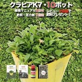 【レビュー特典】 クラピア K7（白） 白品種 10株 すくすくセット 完全植栽マニュアル付き 苗10ポット 肥料・活力剤2種（有機入り一発果菜肥料、メネデール）イワダレソウ改良種 白色 グランドカバー プランツ 雑草対策 庭 ガーデニング 緑化 K5より耐病性が優れる