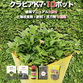 【レビュー特典】 クラピア K7（白） 10株 すくすく土壌改良セット 完全植栽マニュアル付き 苗10ポット 肥料・活力剤（有機入り一発果菜肥料、メネデール、根がぐんぐん伸びる素） イワダレソウ改良種 白品種 ガーデニング グランドカバープランツ