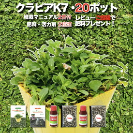 【レビュー特典】 クラピア K7（白） 白品種 20株 すくすくセット 完全植栽マニュアル付き 苗20ポット 肥料・活力剤2種（有機入り一発果菜肥料、メネデール） イワダレソウ改良種 白色 グランドカバー プランツ 雑草対策 庭 ガーデニング K5より耐病性が優れる