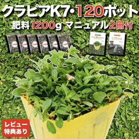 【レビュー特典有】 クラピア K7（白） 9cmポット苗 120鉢セット 有機入り一発果菜肥料1200g付き 完全植栽マニュアル付き グランドカバー イワダレソウ改良種 白品種 白色 雑草対策 プランツ 庭 ガーデニング diy ガーデン K5より耐病性が優れる