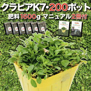 【レビュー特典有】 クラピア K7(白) 9cmポット苗 200鉢セット 有機入り一発果菜肥料1600g付き 完全植栽マニュアル付き イワダレソウ改良種 新品種 白色 グランドカバー プランツ 雑草対策