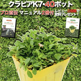 【レビュー特典有】 クラピア K7（白） 9cmポット苗 40鉢セット 完全植栽マニュアル付き イワダレソウ改良種 白品種 白色 グランドカバー プランツ 雑草対策 庭 ガーデニング diy 緑化 ガーデン K5より耐病性が優れる
