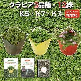 【レビュー特典あり】クラピア 全品種お試しセット 苗12株 K7 K5 K3 各4株 3平米用 植栽マニュアル付き グランドカバー 12ポット 有機入り一発果菜肥料200g付 イワダレソウ（改良種） 白色 グランドカバー プランツ 雑草対策 庭 ガーデニング 緑化 多年草 ガーデン