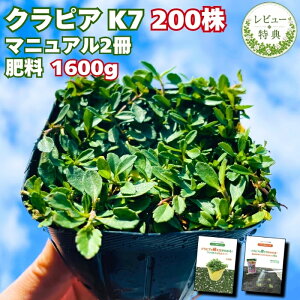 �y�엿�v���[���g�z�N���s�A K7 �� �O�����h�J�o�[ 9cm�|�b�g�c 200���Z�b�g ��50���ėp �L�@����ꔭ�ʍؔ엿1600g�t ���S�A�̓}�j���A���t�� �G���΍� �Ő����� �C���_���\�E���ǎ� ���N�� 