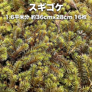 XMSP  1.6ĕ 36cm×27cm 16  RP 뉀 {뉀 O\  }bg