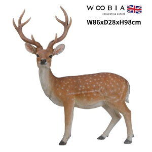 u G]WJ  98cm woobia E[rA 傫 킢  K[f CeA IuWF   v[g k  G  _ ʔ  Mtg O  A 