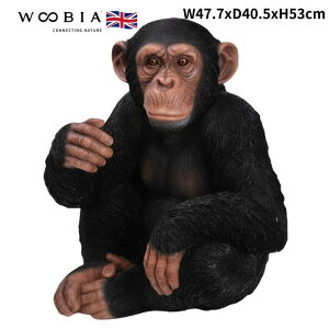 u `pW[ 53cm woobia E[rA 傫 킢  K[f CeA IuWF   v[g k  G  _ ʔ  Mtg O  A 
