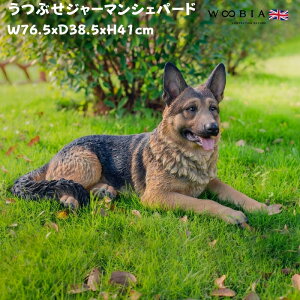 u ԂW[}VFp[h  Ck 41cm woobia E[rA 傫 킢  K[f CeA IuWF   v[g k  G  _ ʔ  