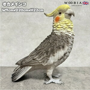 킢  u  IJCR 22cm woobia E[rA  K[f CeA gC IuWF  v[g k  G _ ʔ  Mtg O  A 