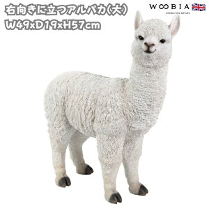 u EɗApJ  57cm woobia E[rA 傫 킢  K[f CeA IuWF   v[g k  G  _ ʔ  Mtg O 