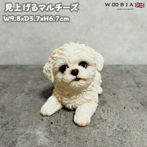  u  グ}`[Y 킢  IuWF CeA woobia E[rA Ck K[f gC  v[g k  G _ ʔ  Mtg O  