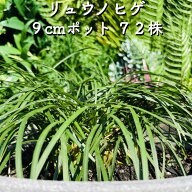 リュウノヒゲ（竜の髭）9cmポット 72株 グランドカバー送料無料 苗木 植木 苗 庭木 生け垣 下草