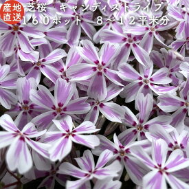 【レビュー特典あり】 高品質 芝桜 キャンディストライプ（多摩の流れ） 白地にピンク縞種 9cmポット苗 160株セット シバザクラ グランドカバー 送料無料