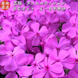 【レビュー特典あり】 高品質 芝桜 ダニエルクッション ピンク種（桃色） 9cmポット苗 80株セット シバザクラ グランドカバー 送料無料