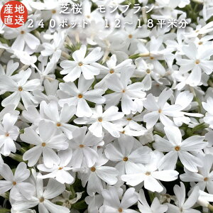 yr[Tz i ō uzCg F 9cm|bgc 240Zbg VoUN OhJo[ 