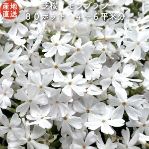 yr[Tz i ō uzCg F 9cm|bgc 80Zbg VoUN OhJo[ 
