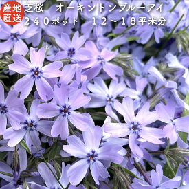 【レビュー特典あり】 高品質 芝桜 オーキントンブルーアイ 青色種 9cmポット苗 240株セット シバザクラ グランドカバー 送料無料