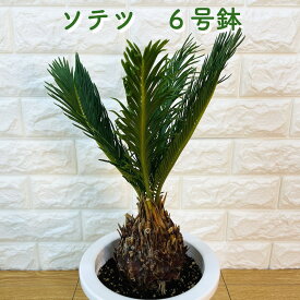 ソテツ 蘇鉄 6号鉢 庭木 記念樹 シンボルツリー 観葉植物 風水 地植え プランター 鉢植え 南国 苗 プレゼントギフト 新築祝い 開店祝い 記念日 母の日 ドライガーデン