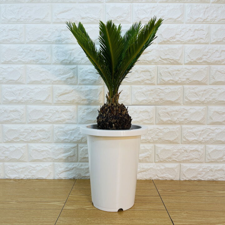 楽天市場】ソテツ 蘇鉄 7号鉢 庭木 記念樹 シンボルツリー 観葉植物  