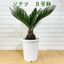 ソテツ 蘇鉄 8号鉢 庭木 記念樹 シンボルツリー 観葉植物 風水 地植え プランター 鉢植え 南国 苗 プレゼントギフト 新築祝い 開店祝い 記念日 母の日 父の日 ドライガーデン