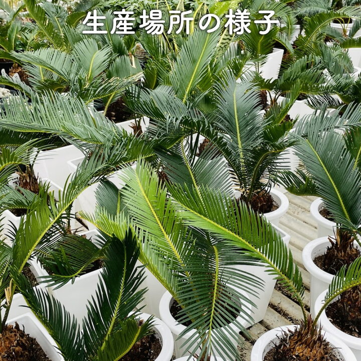 楽天市場 ソテツ 蘇鉄 6号鉢 庭木 記念樹 シンボルツリー 観葉植物 風水 地植え プランター 鉢植え 南国 苗 プレゼントギフト 新築祝い 開店祝い 記念日 母の日 ガーデニング 植物 園芸専門店