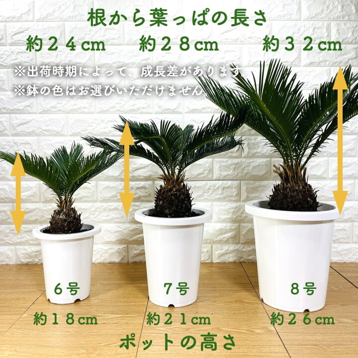 楽天市場】ソテツ 蘇鉄 6号鉢 庭木 記念樹 シンボルツリー 観葉植物  