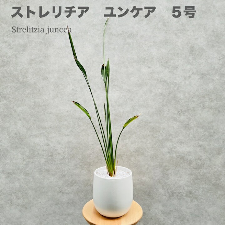 楽天市場】現品 観葉植物 ストレリチア ユンケア ノンリーフ 5号鉢 鉢 