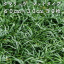 【レビュー特典あり】 タマリュウ（玉竜）マットタイプ 30枚 約5平米 雑草対策 グランドカバー 多年草 常緑 送料無料 …