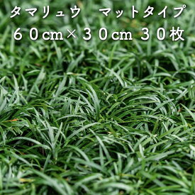 【レビュー特典あり】 タマリュウ（玉竜）マットタイプ 30枚 約5平米 雑草対策 グランドカバー 多年草 常緑 送料無料 竜のヒゲ リュウノヒゲ 苗木 植木 苗 庭木 生け垣 下草