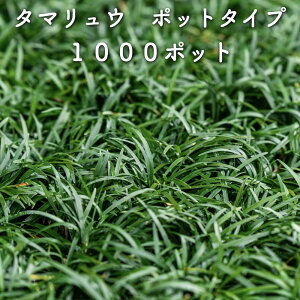 yr[Tz ^}Eiʗj|bg^Cv 1000|bg 10Ă40ĕ G΍ OhJo[ N   ̃qQ EmqQ c A c  _ 