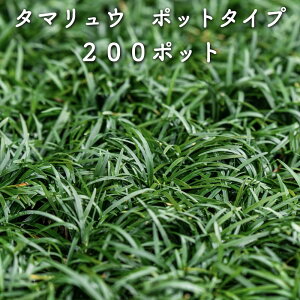 yr[Tz ^}Eiʗj|bg^Cv 200|bg 2Ă8ĕ G΍ OhJo[ N   ̃qQ EmqQ c A c  _ 