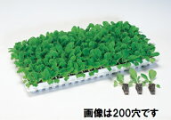 （白色セルトレイ） タキイ 根巻防止セルトレー　ホワイト　128穴