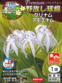 楽天市場】春植え球根 鳴子ゆり 斑入り 3球入 〜 ナルコユリ 鳴子百合 