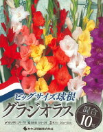 春植え球根　グラジオラス ビッグサイズ球根　混合 10球入 〜 ボートグラジオラス オランダ産