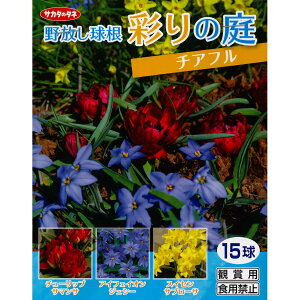球根 アイフェイオンの人気商品 通販 価格比較 価格 Com