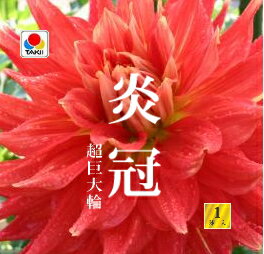 楽天市場 春植え球根 ダリア 秋田セレクション 炎冠 1球入り ガーデニングどっとコム